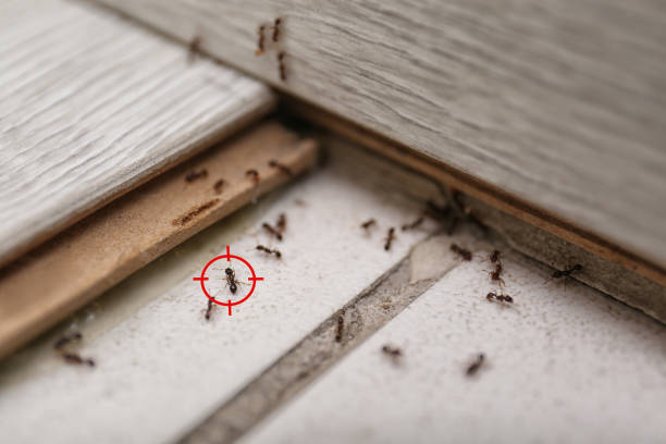 Best Wasp Removal Services  in Mariposa, CA