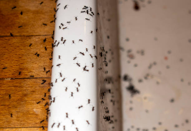 Best Wasp Removal Services  in Mariposa, CA
