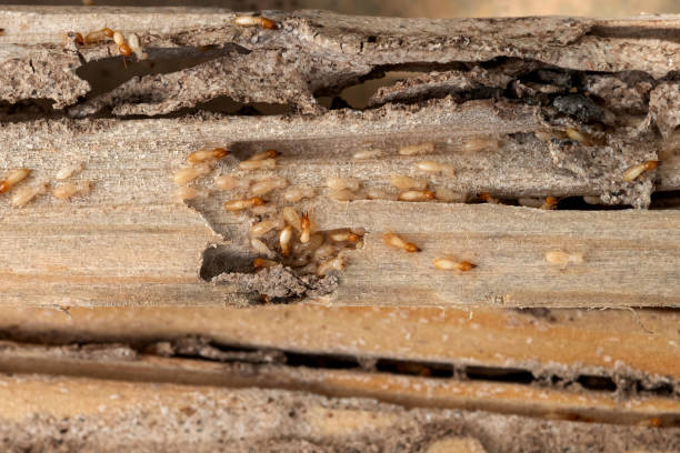 Best Termite Control Services  in Mariposa, CA